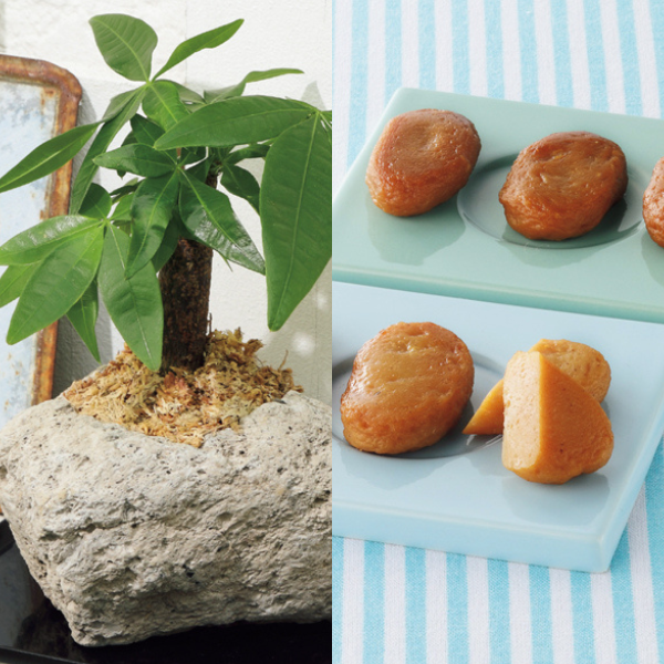 SUNCOF パキラの木ナチュレストーン植え（SUSTEE付）＋鹿児島小田口屋 さつま揚げ【父の日】 商品サムネイル